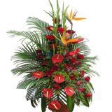 Թʻٵ